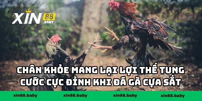 Chân khỏe mang lại lợi thế tung cước cực đỉnh khi đá gà cựa sắt