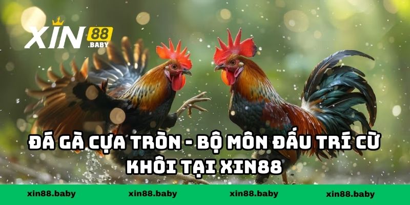 Đá Gà Cựa Tròn