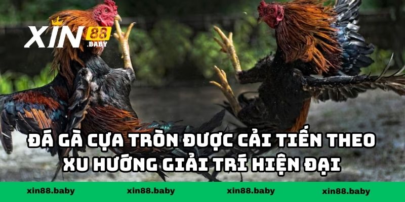 Đá gà cựa tròn được cải tiến theo xu hướng giải trí hiện đại