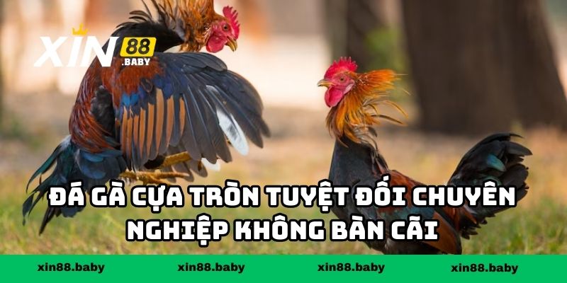 Đá gà cựa tròn tuyệt đối chuyên nghiệp không bàn cãi