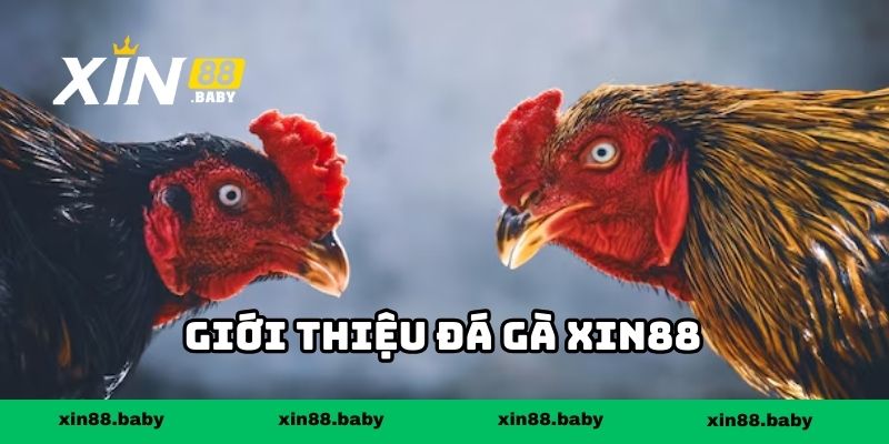 Giới thiệu đá gà XIN88
