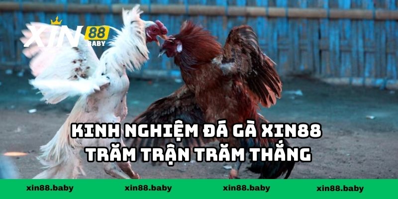 Kinh nghiệm đá gà XIN88 trăm trận trăm thắng