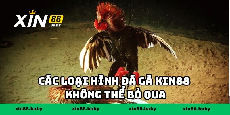 Các loại hình đá gà XIN88 không thể bỏ qua